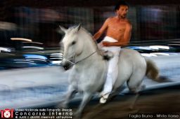 Faglia Bruno - White Horse